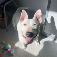 Photo of Stella