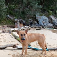 Photo of Nala
