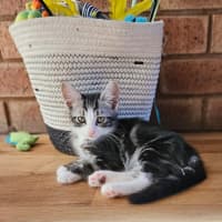 Photo of Archer