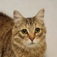 Photo of Cinnamon 