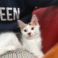 Photo of Ginger Spice