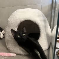 Photo of Midnight