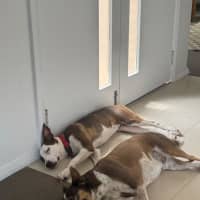 Photo of Missy   8 Month Old Bull Arab X