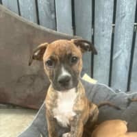 Photo of Chance (P1)