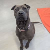 Photo of Penny