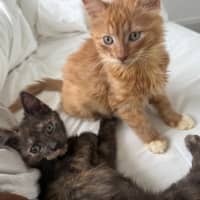 Photo of Wallaby & Wombat