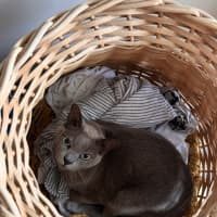 Photo of 🐾 Bonded Burmese Brothers Seeking A Forever Home 