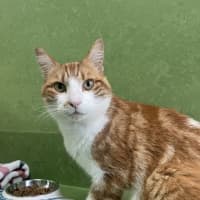 Photo of Tiger (Bonded With Lion)