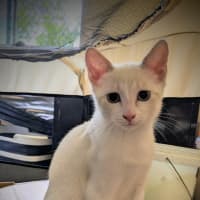 Photo of Simba