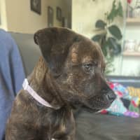 Photo of Stella (Was Karma)