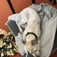 Photo of Sadie   2 Year Old Cattle Dog X