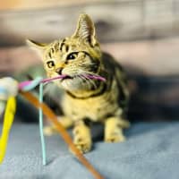 Photo of Orion   Located In Wallan