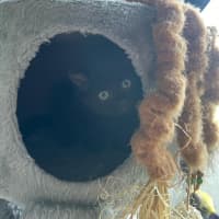 Photo of Vader