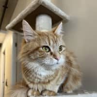 Photo of Sweet Paprika
