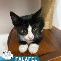 Photo of Falafel