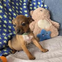 Photo of Indi