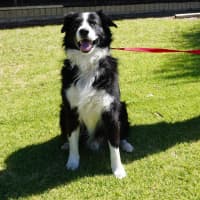 Photo of Champ