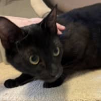 Photo of Shadow