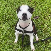 Photo of Fifi