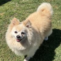 Photo of Daisy   12 Year Old Pomeranian 