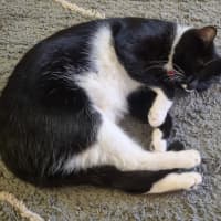 Photo of Pussycat