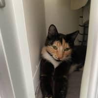 Photo of Honey