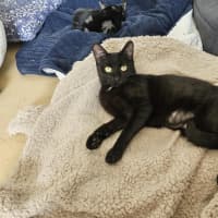 Photo of Liquorice