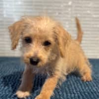 Photo of Toby