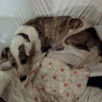 Photo of Ollie
