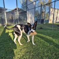 Photo of Dozer