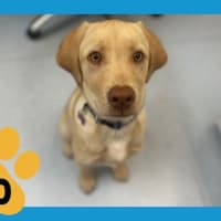 Photo of Hop