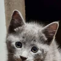 Photo of Dexter