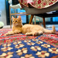 Photo of Salsa   In Foster Care In Brunswick East