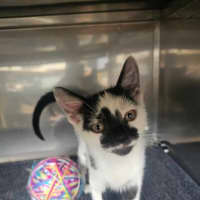 Photo of Speckles