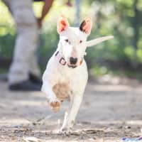 Photo of Cotton