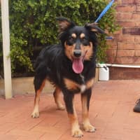 Photo of Mowgli