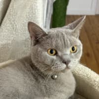 Photo of Valentino