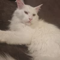 Photo of Blue