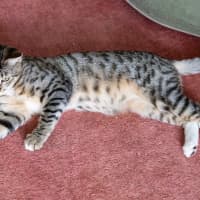 Photo of Skittles