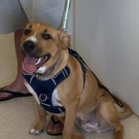 Photo of Archie (0044)