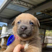 Photo of Chilli   8 Week Old Kelpie X (Trial)