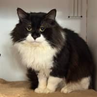 Photo of Bobo 