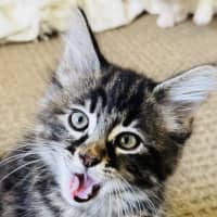 Photo of Purrora (Was Midnight Snack)