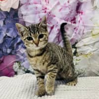 Photo of Priscilla   Located In Ashburton