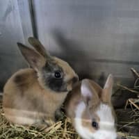 Photo of Choc Ripple