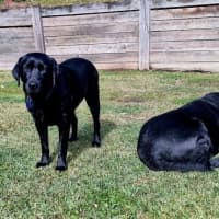 Photo of Willow   4 Year Old Labrador