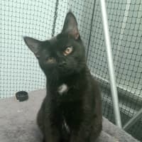 Photo of Purrlock Holmes