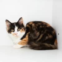 Photo of Taffie