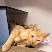 Photo of Cheetoes