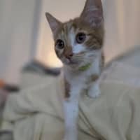 Photo of Thyme
